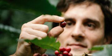 گیاه شناسی قهوه