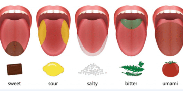 سنسوری زبان و طعمشناسی در بار سرد / کتاب بارتندر 8 سنسوری و طعم شناسی در بار سرد بارتندر