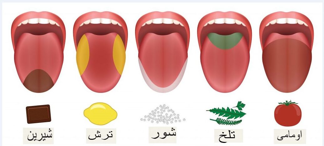 طعم شناسی و مزه شناسی در بار سرد بارتندر 